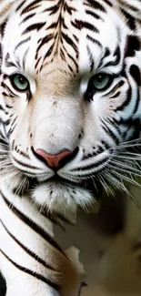 Majestic white tiger with striking features on a mobile wallpaper.