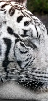 Close-up of a majestic white tiger with black stripes.