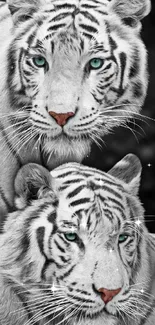 Two majestic white tigers with blue eyes in a striking mobile wallpaper.