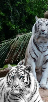 Majestic white tigers in lush green background.