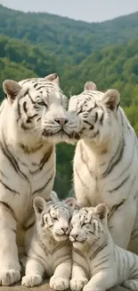 A majestic white tiger family in a lush green forest setting.