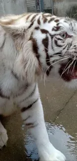 Majestic white tiger roaring fiercely in its habitat.