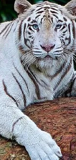 Majestic white tiger resting on a rock, showcasing vivid stripes and piercing eyes.