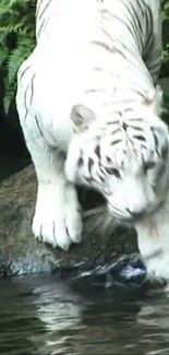 White tiger on rock near water, lush background.