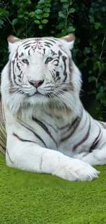 Majestic white tiger lying on lush green grass.