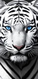 Majestic white tiger with striking blue eyes in a detailed artistic wallpaper.