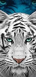 White tiger with blue eyes on phone wallpaper.