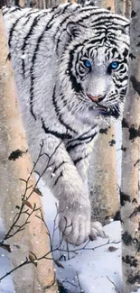 Majestic white tiger in birch forest with snow and blue eyes.