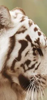 Majestic white tiger close-up with elegant natural stripes.