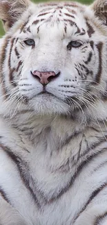 Majestic white tiger in a serene pose, perfect for mobile wallpaper.