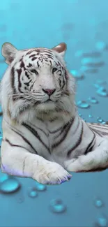 White tiger resting on aqua background with water droplets.