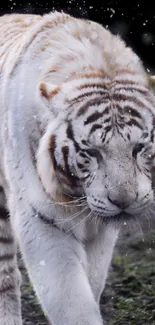 Majestic white tiger in snow, walking gracefully in the wilderness, mobile wallpaper.