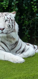 Majestic white tiger resting on green grass.