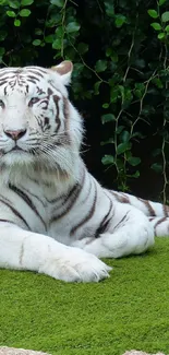 Majestic white tiger on green grass with lush foliage background.