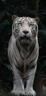 Majestic white tiger in jungle, mobile wallpaper.