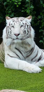 White tiger on lush green grass with leafy backdrop.