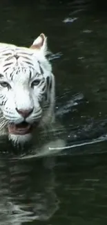 White tiger in dark green water, exuding elegance and serenity.