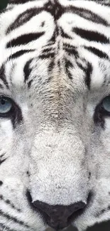 Close-up of a majestic white tiger with blue eyes and black stripes.