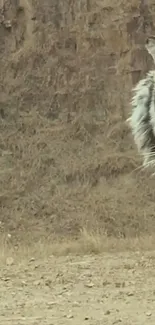 White tiger in natural rocky terrain background.