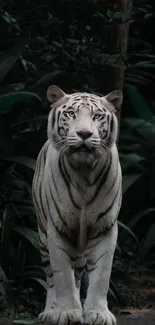 Majestic white tiger standing in lush jungle setting.