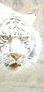 Majestic white tiger against a beige backdrop.