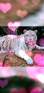 White tiger resting on a rock with pink heart background.