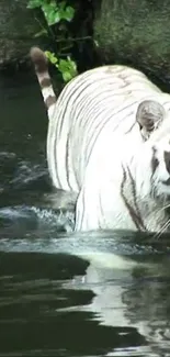 White tiger wading through water in a serene jungle setting.