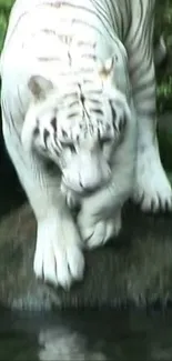 Majestic white tiger stepping through lush greenery, showcasing wildlife beauty.