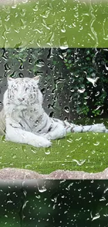 A white tiger lying on green grass with raindrops on a windowpane.