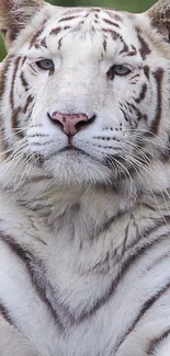 Majestic white tiger with striking markings.