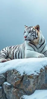 White tiger resting on snow-covered rock