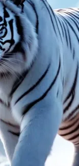 Majestic white tiger in a snowy landscape.