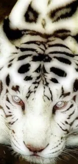 Close-up of a majestic white tiger with intense gaze and vivid stripes.