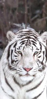 White tiger in a snowy forest setting.