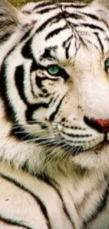 White tiger lying on grass with striking black stripes.