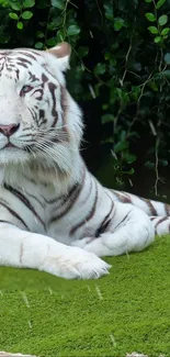 Majestic white tiger lying on lush green grass.