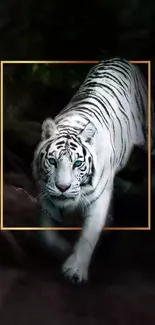 Majestic white tiger in a jungle setting with a sleek frame design.