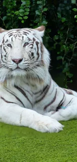 White tiger lying on green grass with a leafy background.