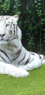 White tiger lounging on green grass with leafy jungle backdrop.