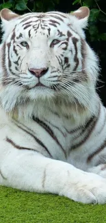 Majestic white tiger resting on green grass in vibrant nature setting.