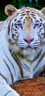 Majestic white tiger with blue eyes in a lush green setting.