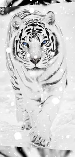 White tiger with blue eyes on a snowy background mobile wallpaper.