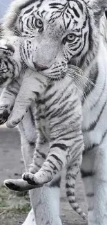 White tiger carrying cub in a natural setting.