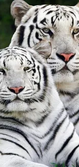 Two majestic white tigers in nature wallpaper