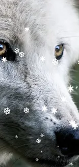 Close-up photo of a white wolf with striking eyes in a natural forest setting.