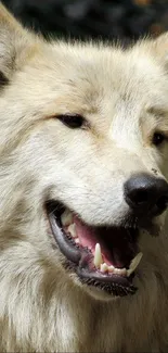 Majestic white wolf with fur details in a nature setting.