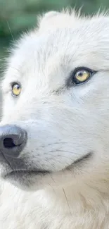 Close-up of a white wolf with piercing eyes, ideal for mobile wallpaper.