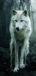 Majestic white wolf in misty forest wallpaper.