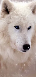 White wolf with blue eyes in a snowy setting, elegant mobile wallpaper.