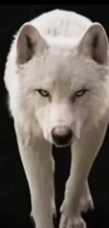 Striking white wolf on a dark background wallpaper.